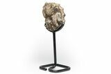 Cretaceous Ammonite (Mammites) Fossil with Metal Stand - Morocco #217432-1